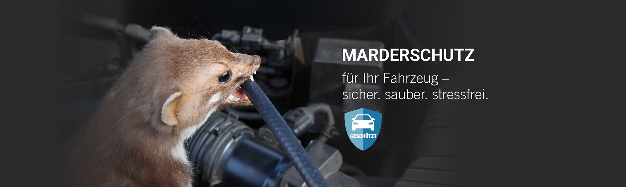 Marderschutz für Ihr Fahrzeug - sicher. sauber. stressfrei. Bild: Marder kaut auf Kabeln im Motorraum rum. Jetzt Marderschutz bei Autohaus SCHADE einbauen lassen. 