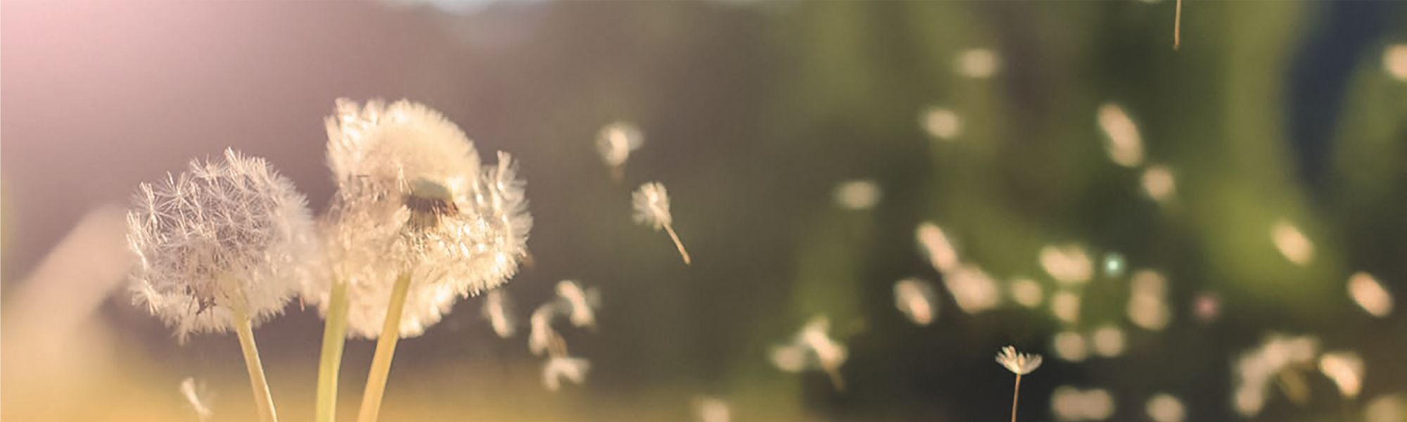 REINIGUNG DER KLIMAANLAGE MIT AIRCO WELL®